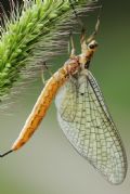 Ephemera glaucops